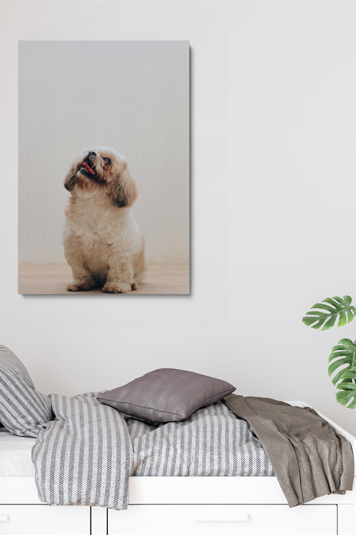 Glücklicher kleiner Hund