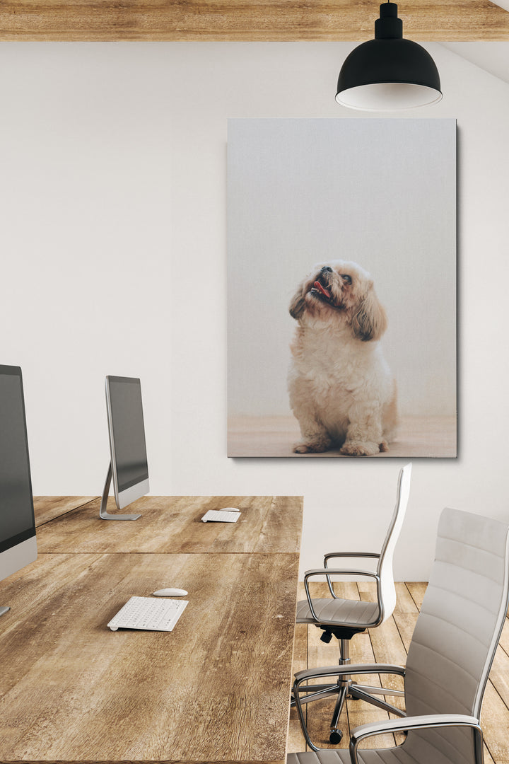 Glücklicher kleiner Hund