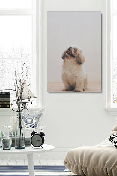 Glücklicher kleiner Hund