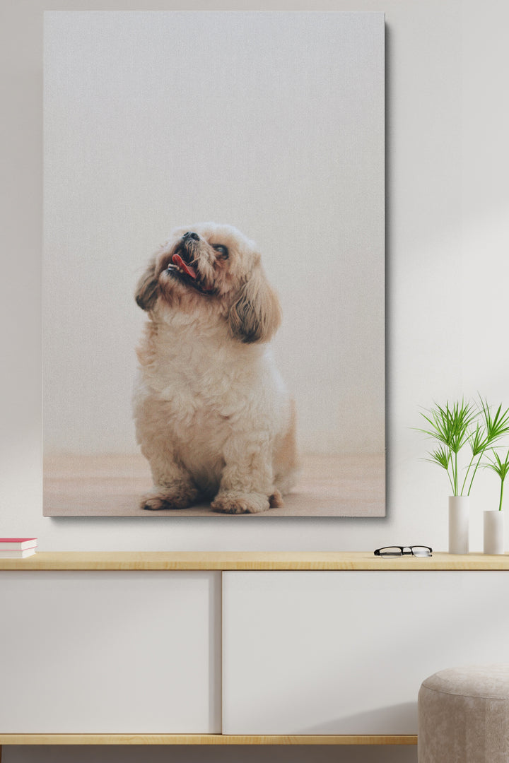 Glücklicher kleiner Hund