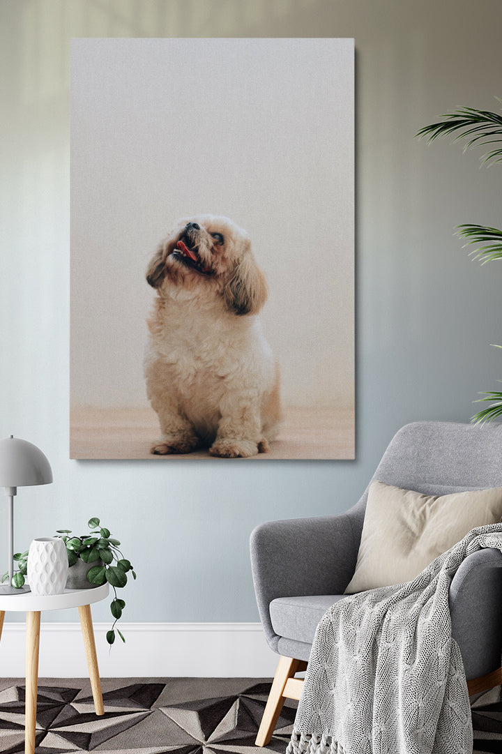 Glücklicher kleiner Hund