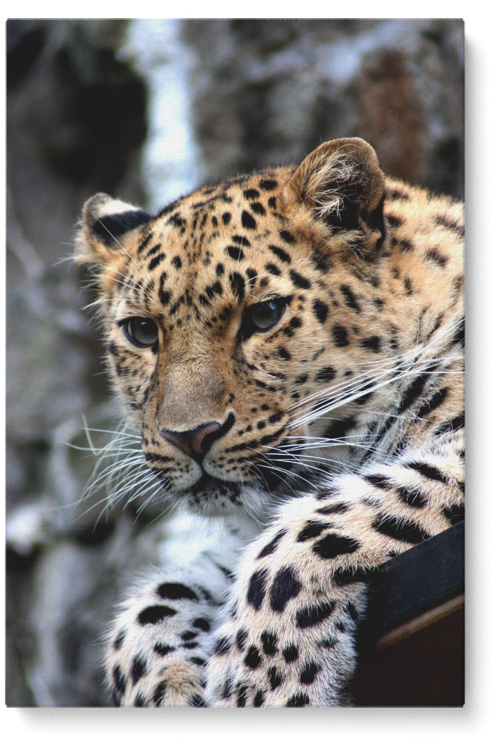 Leopard Sitting