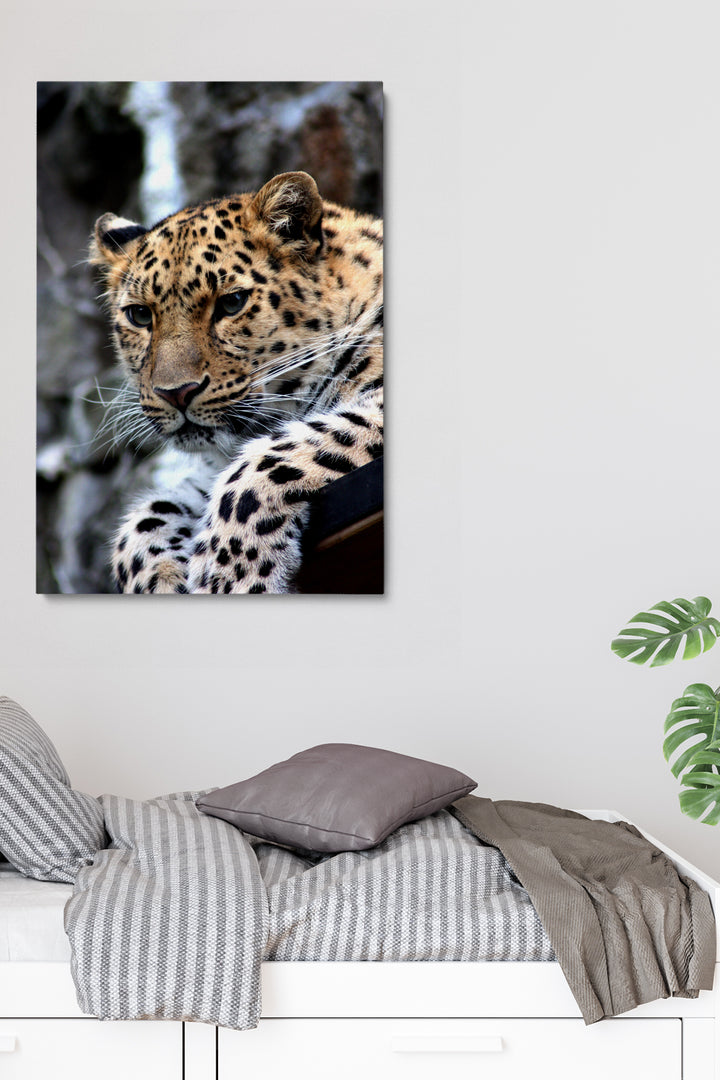 Leopard Sitting