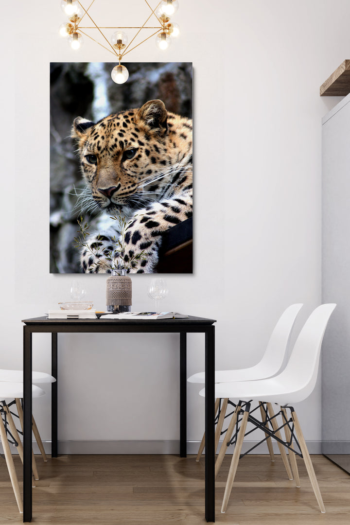 Leopard Sitting