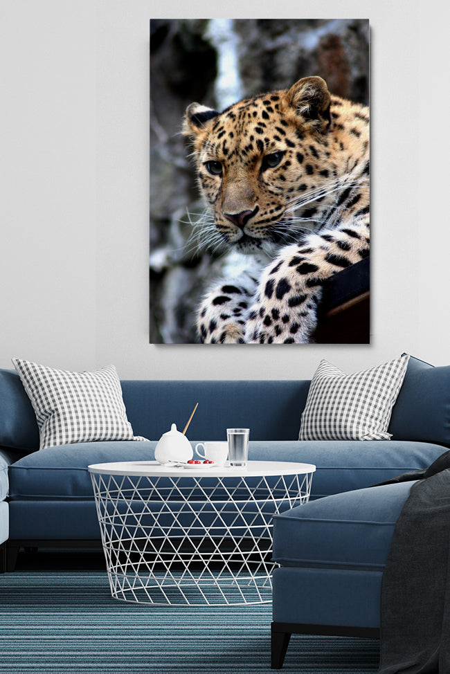Leopard Sitting