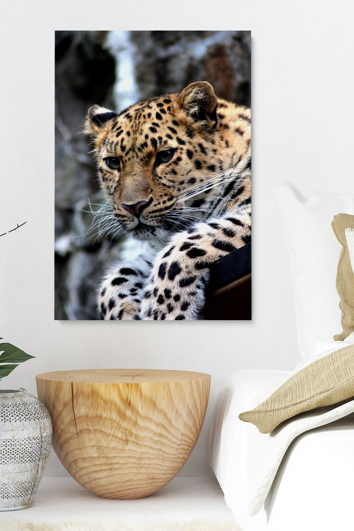 Leopard Sitting