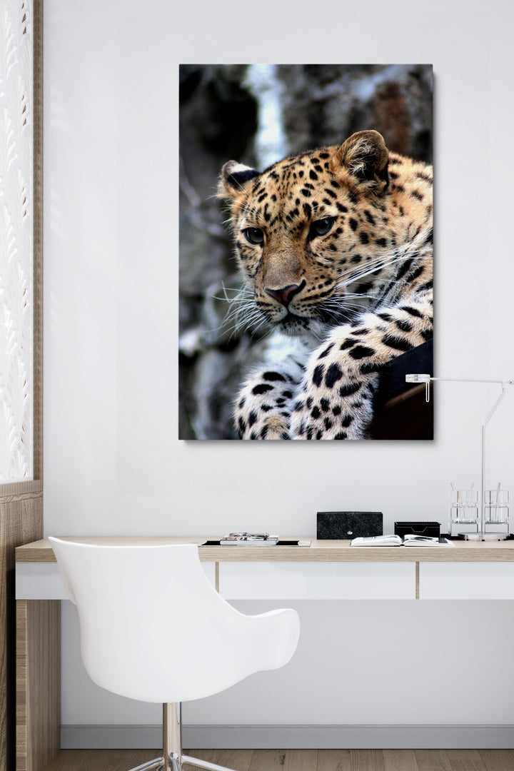 Leopard Sitting