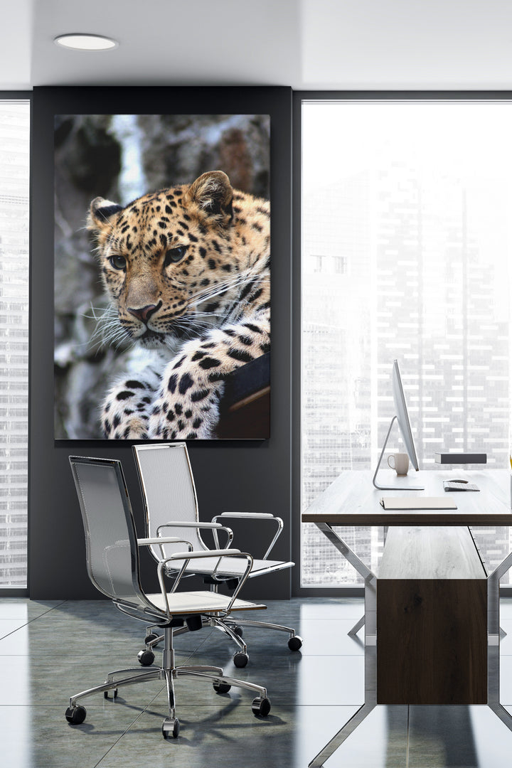 Leopard Sitting