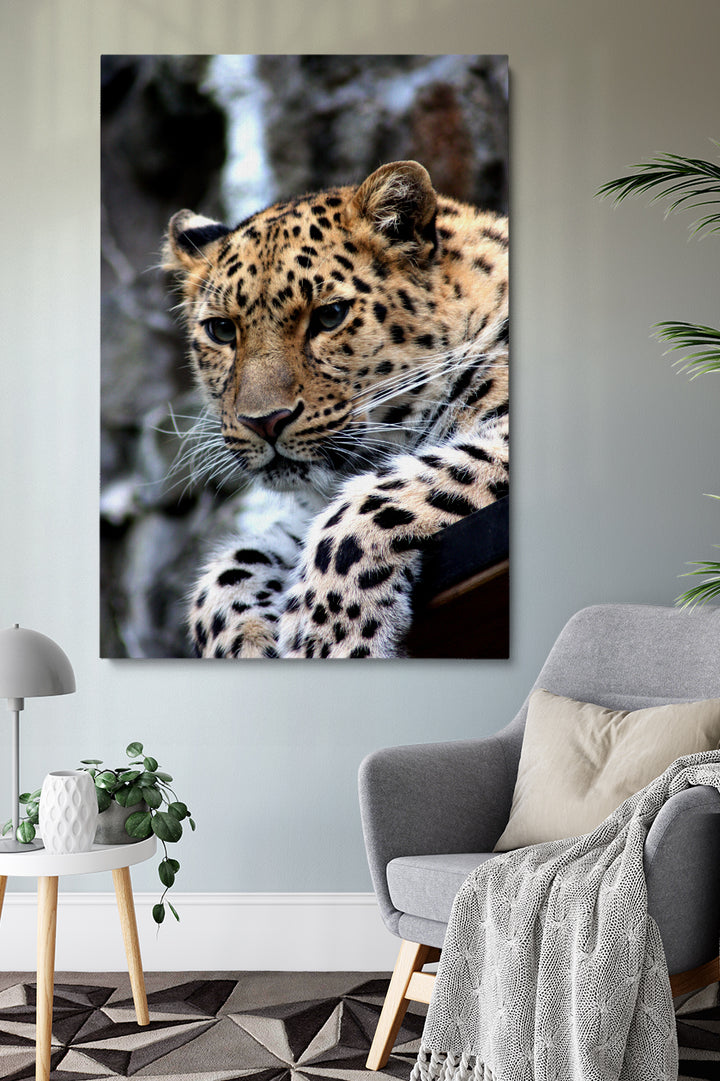 Leopard Sitting