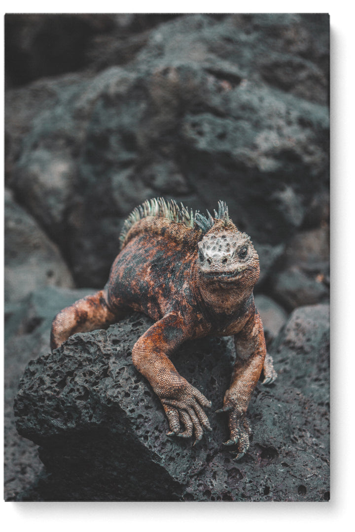 Lizard On A Rock