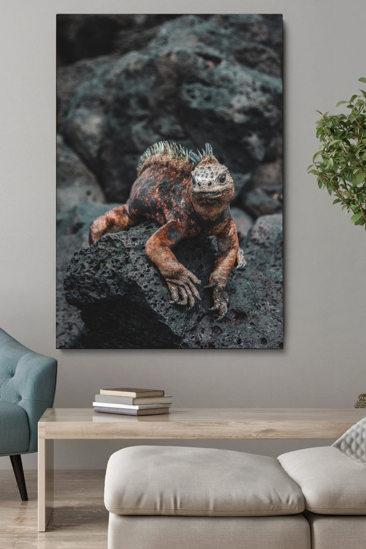 Lizard On A Rock