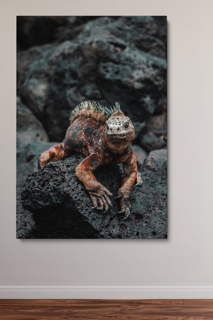 Lizard On A Rock