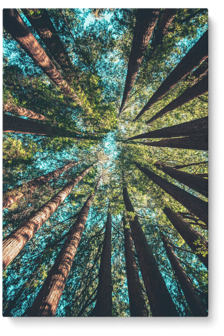 Looking Up Forest