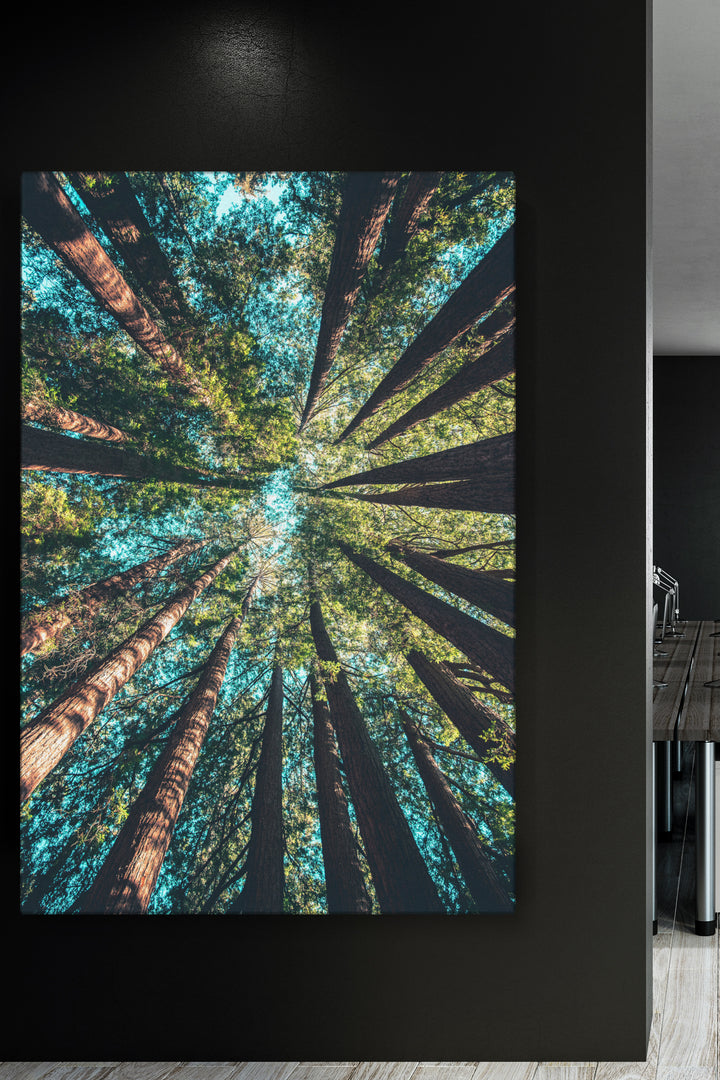 Looking Up Forest