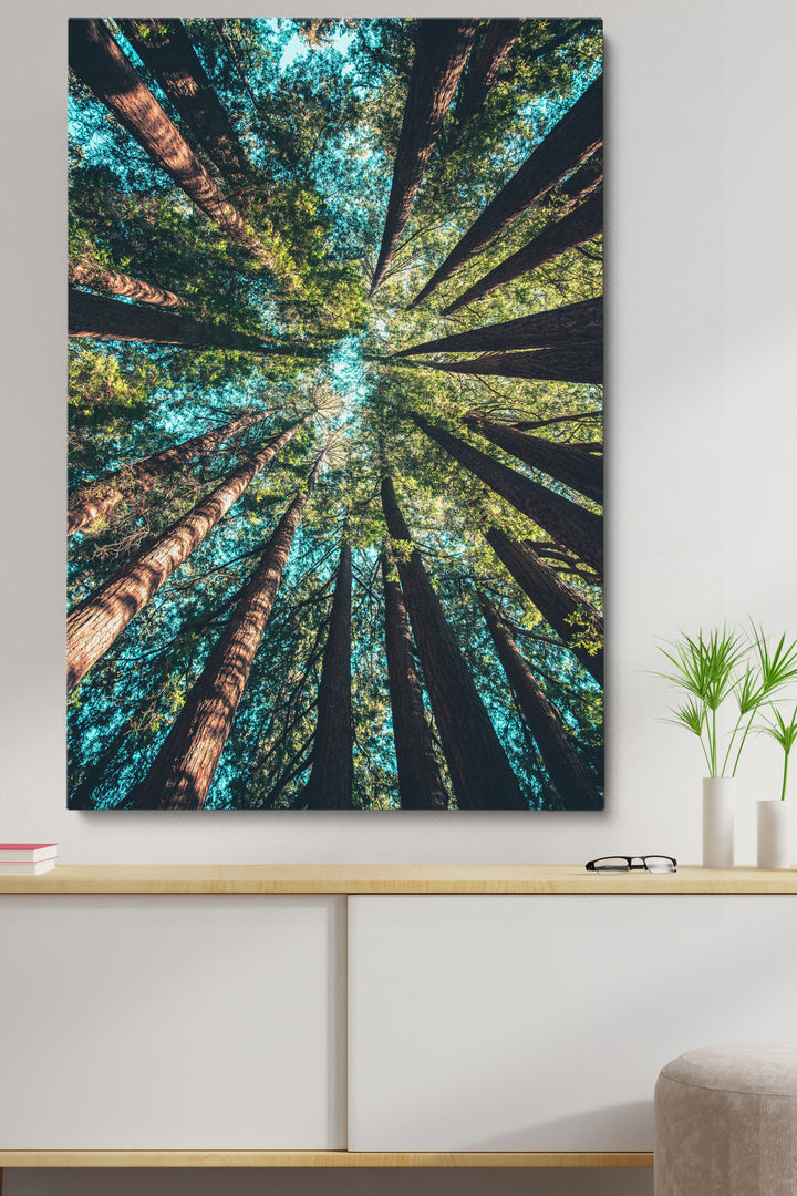 Looking Up Forest