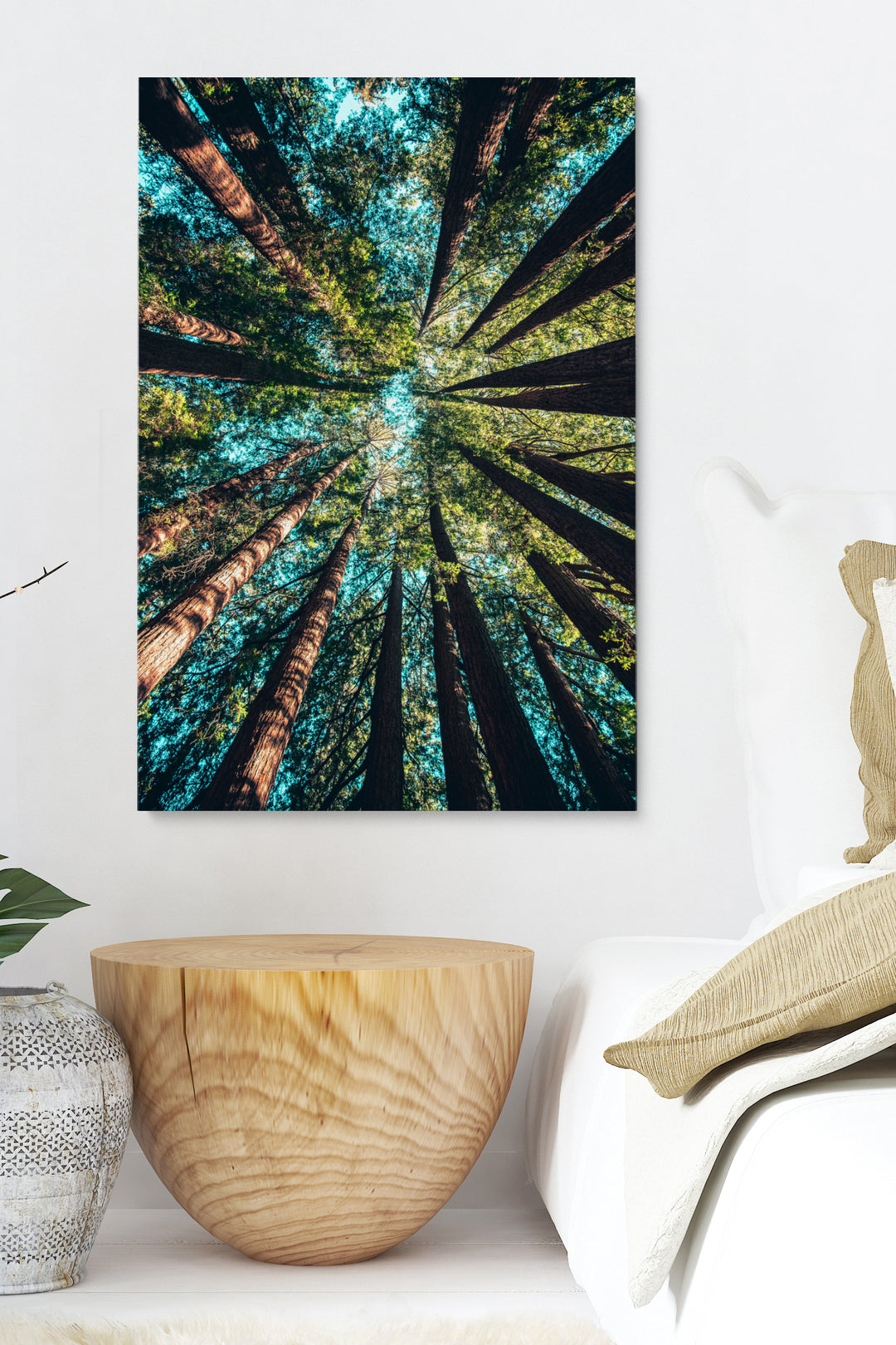 Looking Up Forest