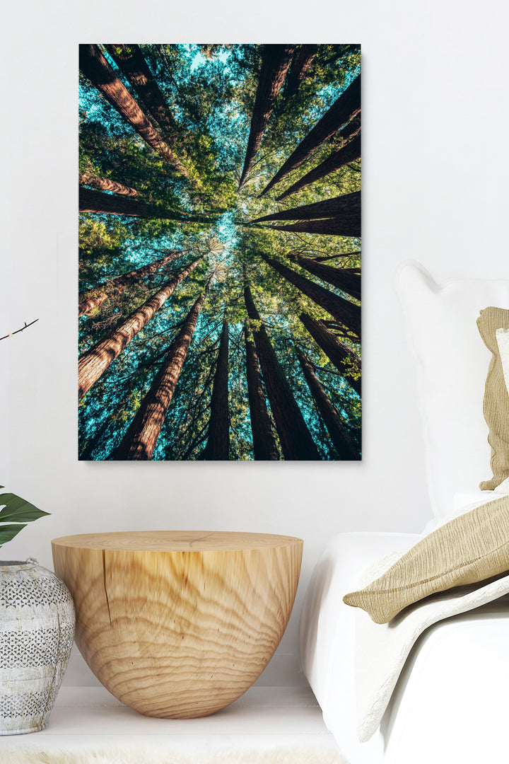 Looking Up Forest