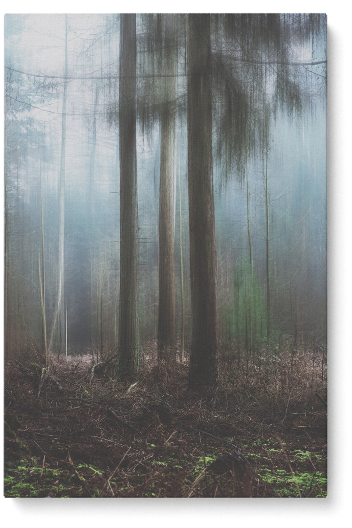 Misty Forest