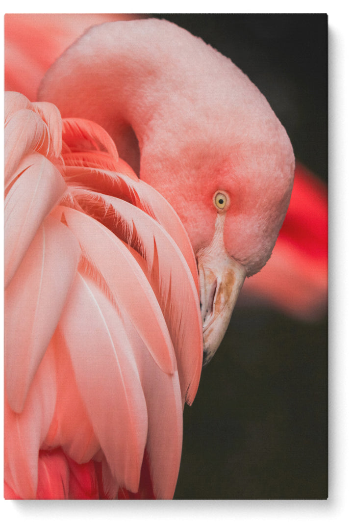 Rosa Flamingo