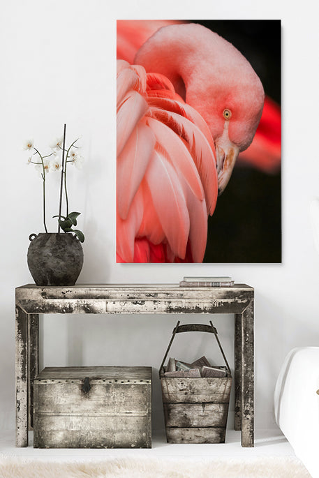 Rosa Flamingo