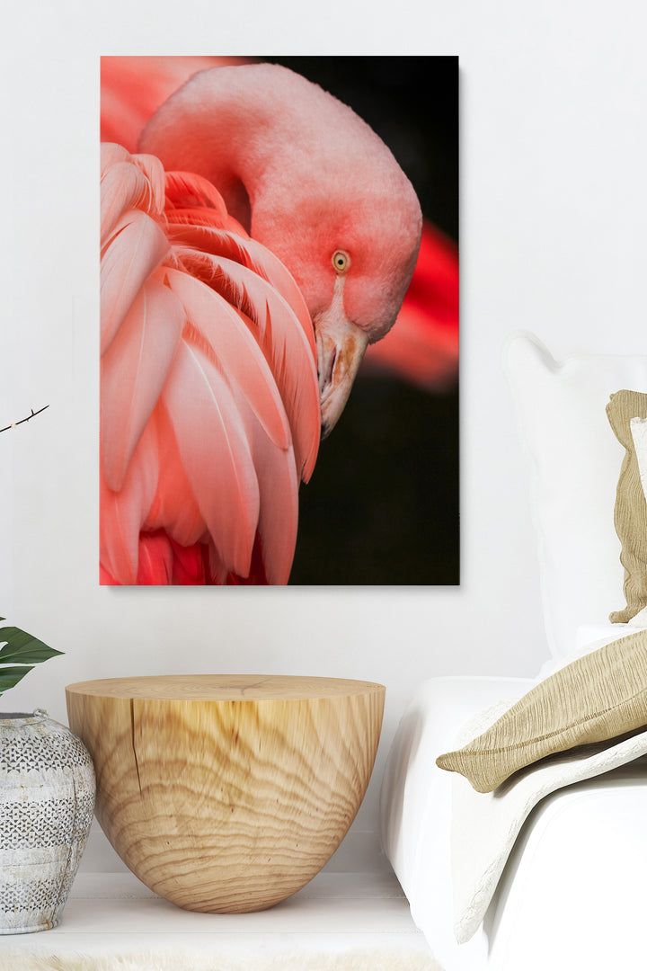 Rosa Flamingo