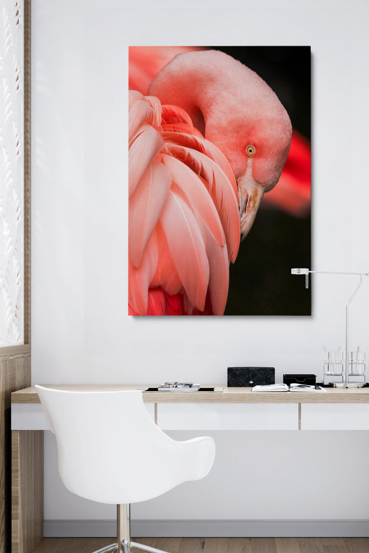 Rosa Flamingo