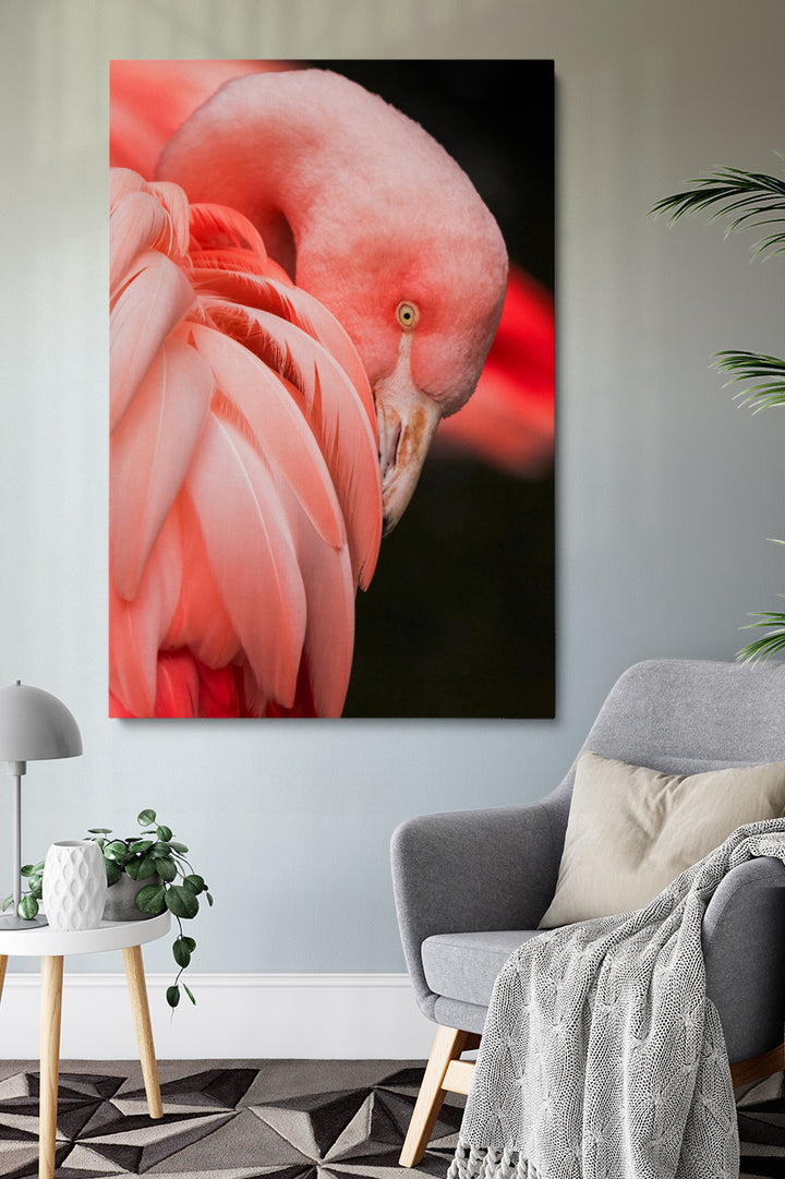 Rosa Flamingo