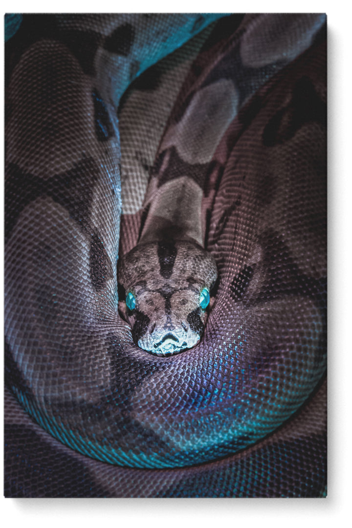Sneaky Snake