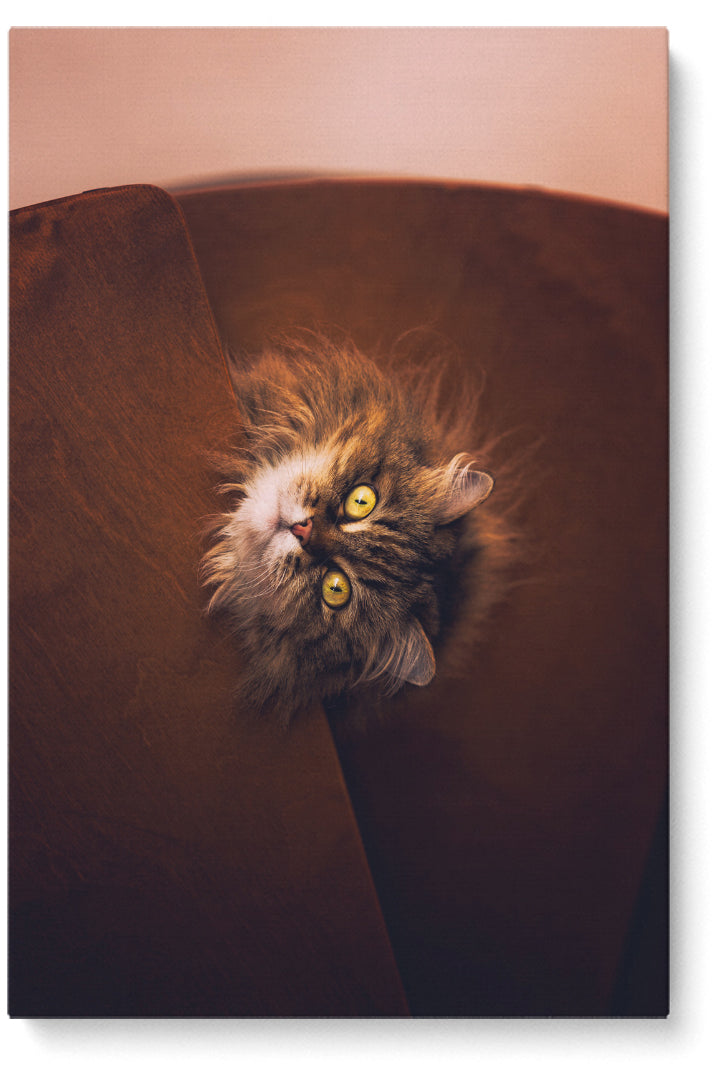 Starrende Katze