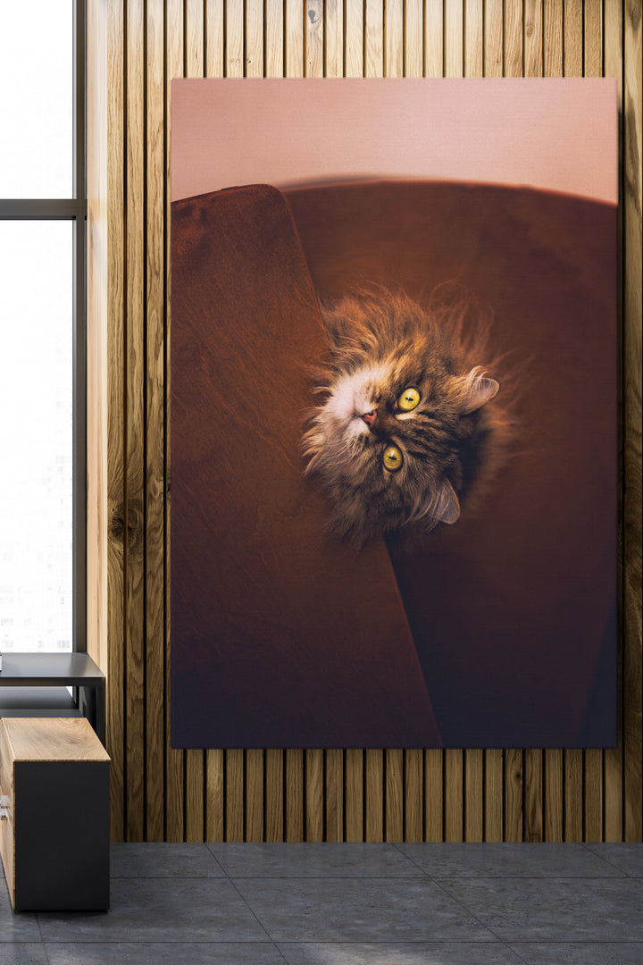 Starrende Katze