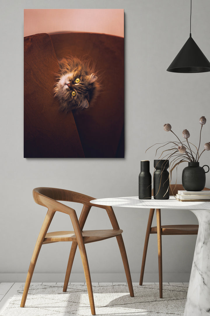 Starrende Katze