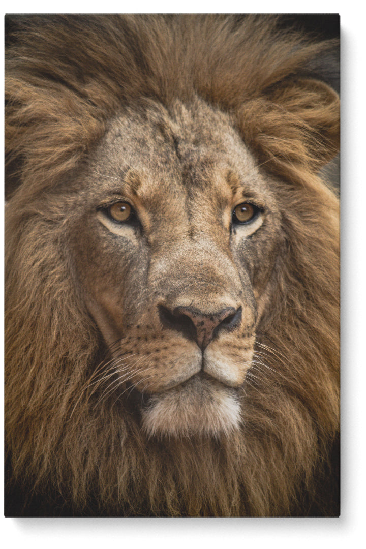 Staring Lion