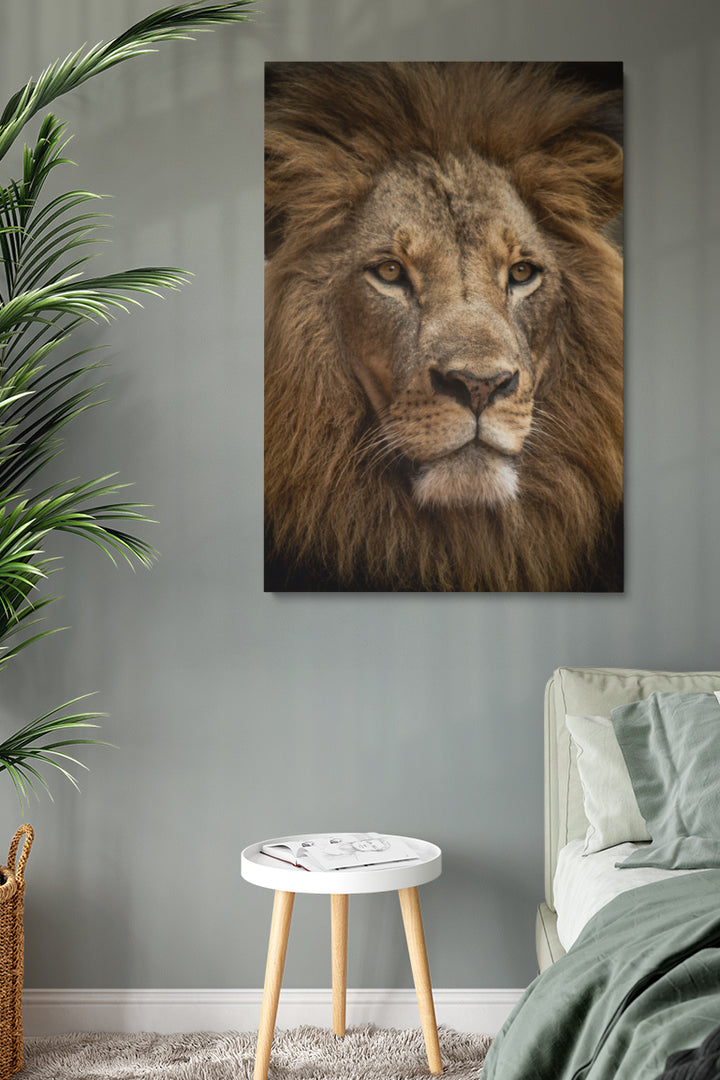 Staring Lion