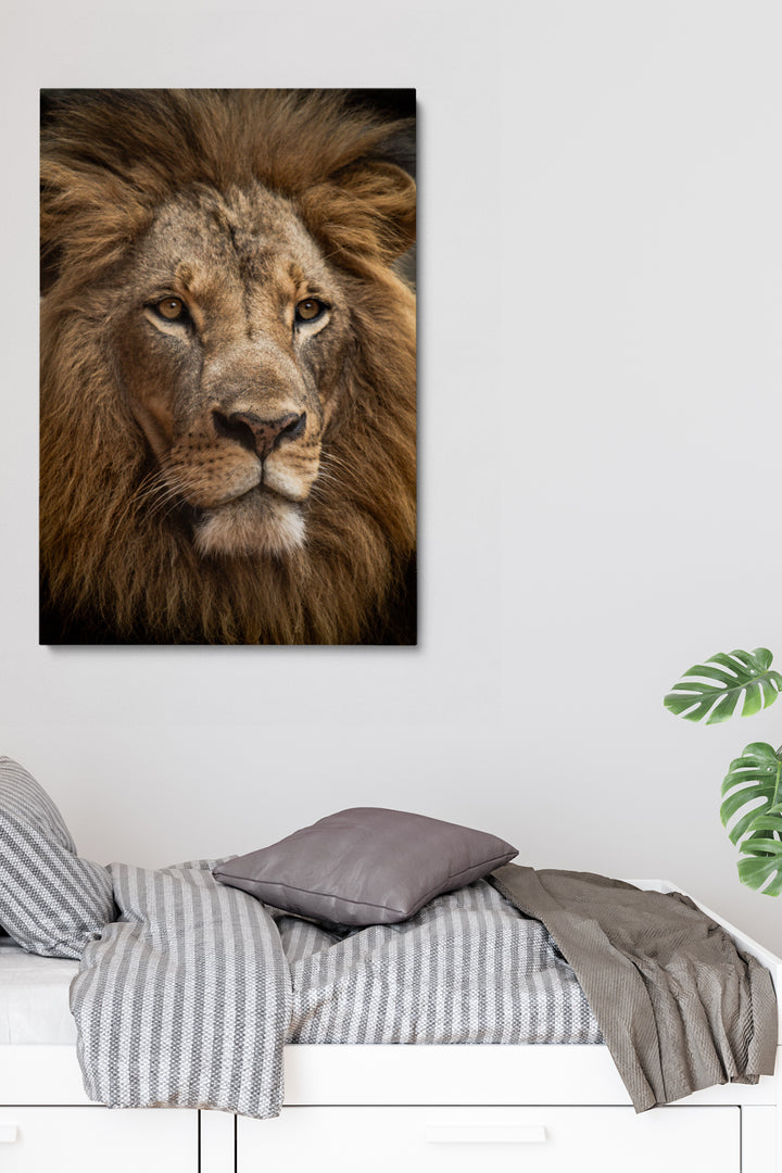 Staring Lion