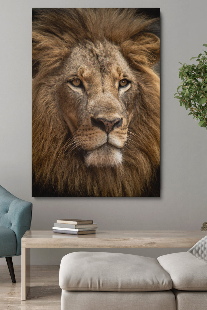 Staring Lion
