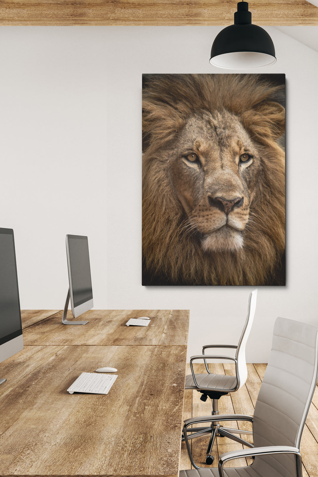 Staring Lion