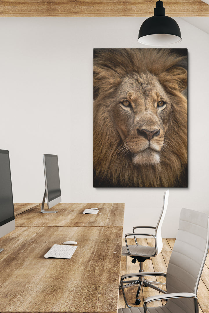 Staring Lion