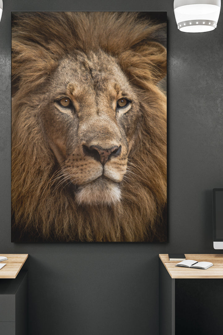 Staring Lion