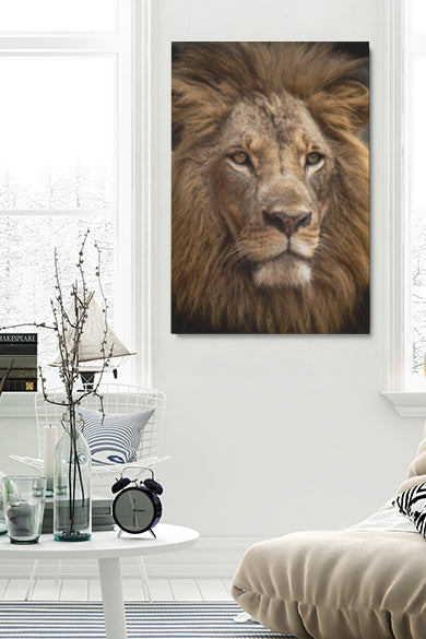 Staring Lion