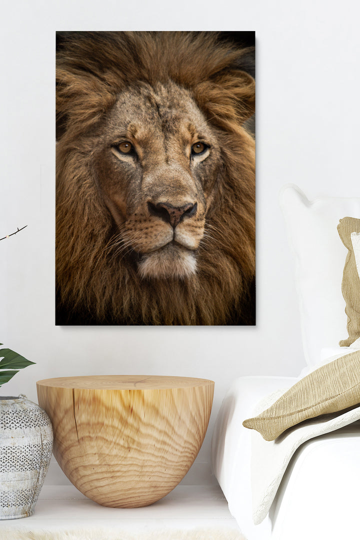 Staring Lion