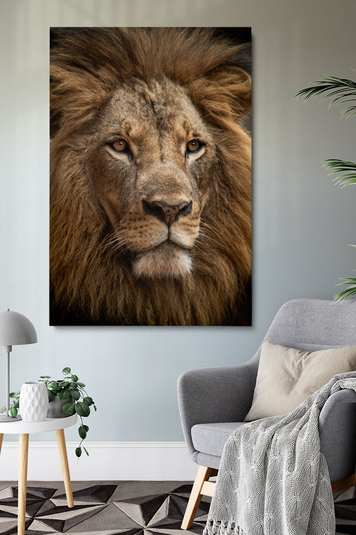 Staring Lion