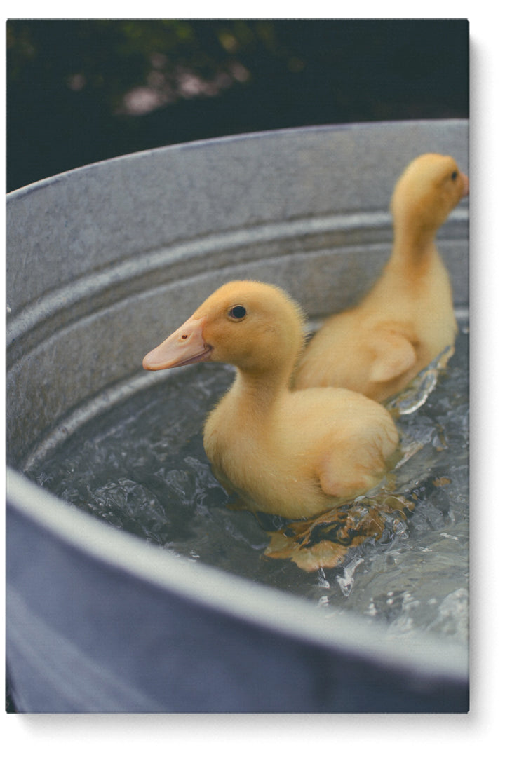 Schwimmende Enten