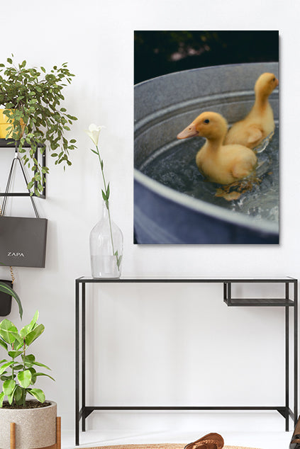 Schwimmende Enten