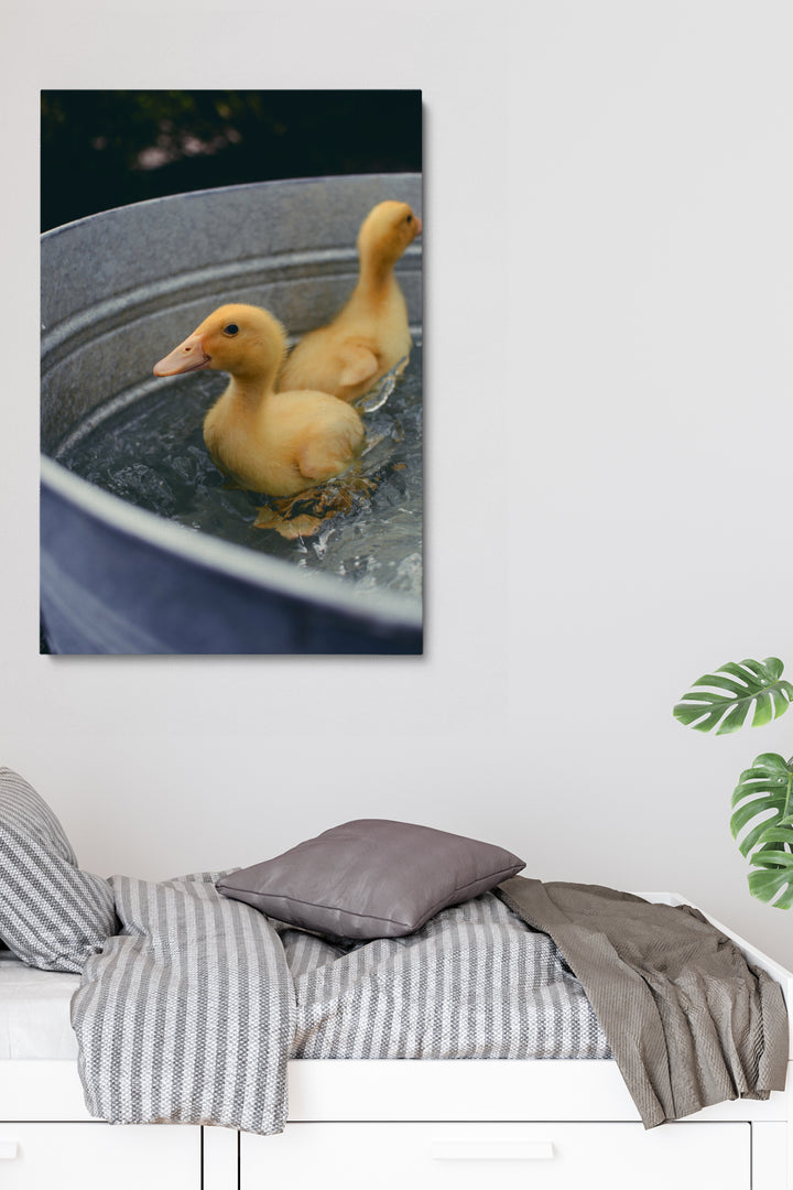 Schwimmende Enten