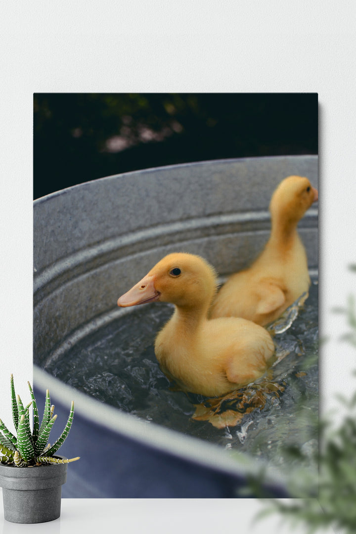 Schwimmende Enten