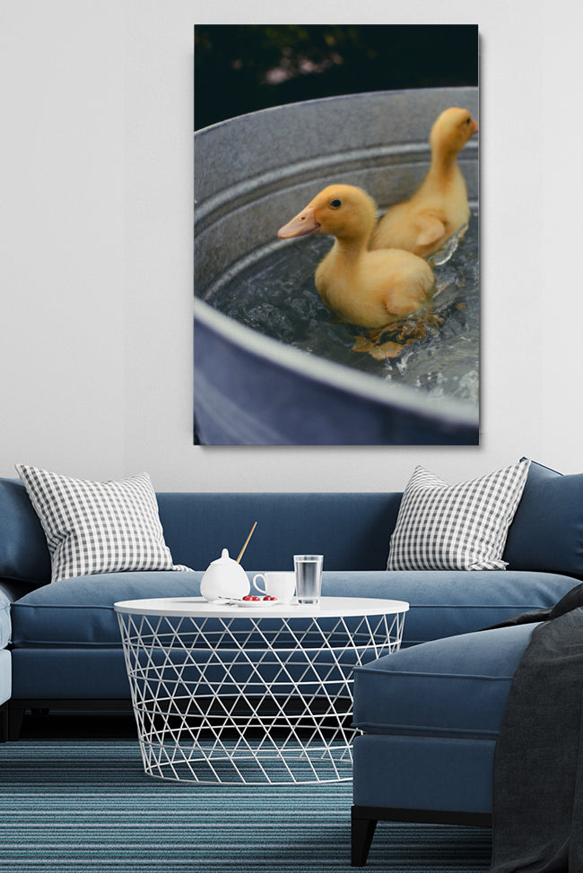 Schwimmende Enten