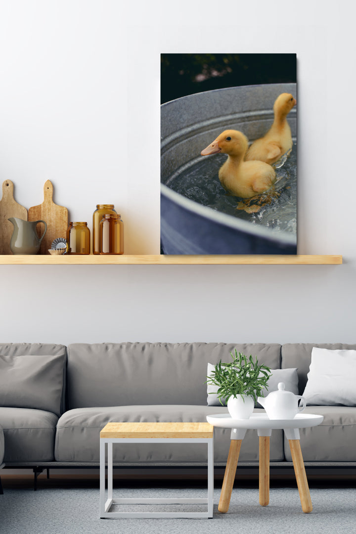 Schwimmende Enten