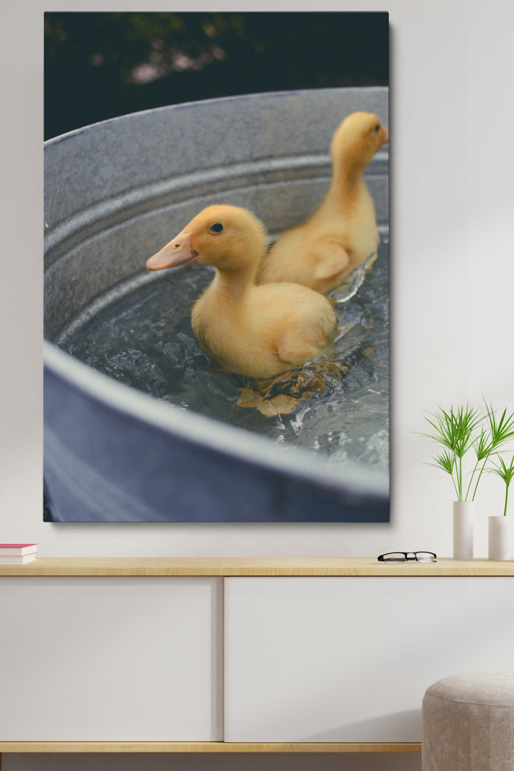 Schwimmende Enten