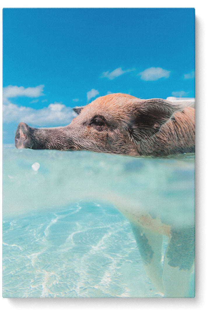 Swimming Pig
