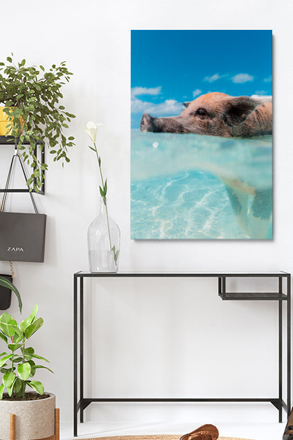 Swimming Pig